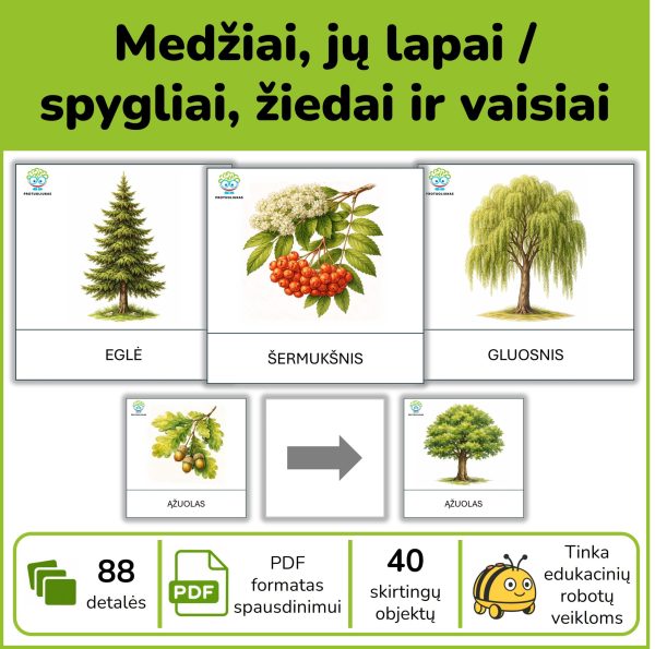 P163-medziai-ir-ju-lapai-vaisiai Medžiai – mokomoji priemonė Bee-Bot robotukui