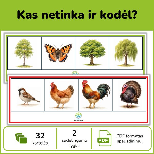 Apibendrinančių sąvokų kortelės Kas netinka