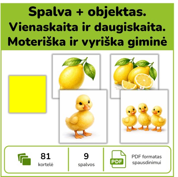 Daiktavardžių derinimo kortelės – giminė, skaičius ir spalva