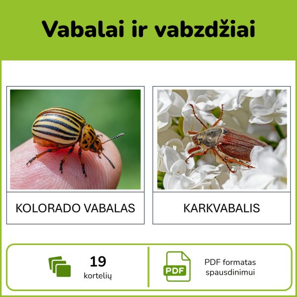 Vabalai ir vabzdžiai – pažintinės kortelės vaikams