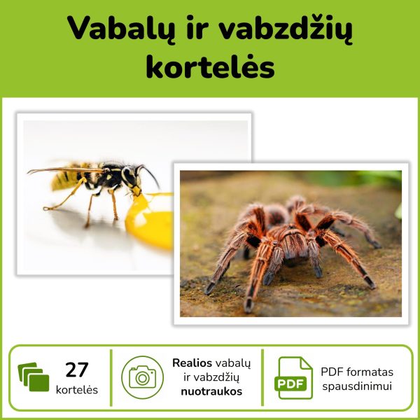 P65-vabalu-korteles-pdf Vabalų ir vabzdžių pažinimo kortelės